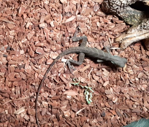 Pet Supply Store «Petco Animal Supplies», reviews and photos, 3452 W Chandler Blvd, Chandler, AZ 85226, USA