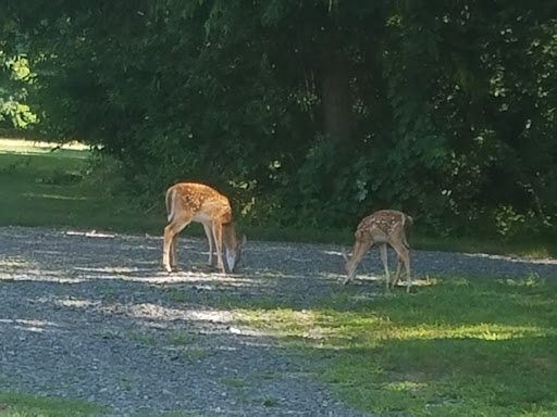 Golf Course «William F. Larkin Golf Course at Colonial Terrace», reviews and photos, 1003 Wickapecko Dr, Ocean Township, NJ 07712, USA