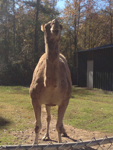 Zoo «Gators and Friends», reviews and photos, 11441 US-80, Greenwood, LA 71033, USA