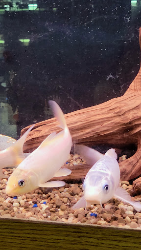 Pet Groomer «Edgewood Pet Center», reviews and photos, 3236 State Rd, Ashtabula, OH 44004, USA