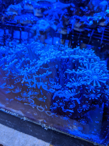 Pet Supply Store «Sea Level Aquarium», reviews and photos, 28 US-46, Pine Brook, NJ 07058, USA