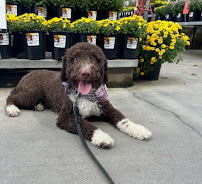 Tip Top K9 Dog Training - Photo 8 - Car repair in Frisco, TX, Plano