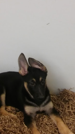 Dog Breeder «Playful Pets», reviews and photos, 115 Ridge Pike, Conshohocken, PA 19428, USA