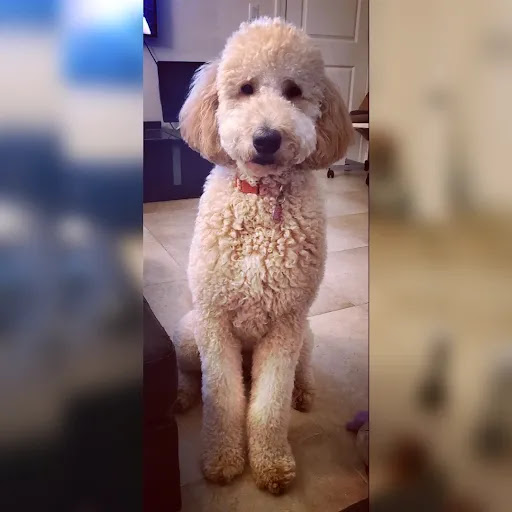 Puppy Love Dog Grooming