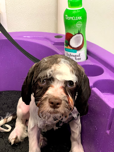 Pet Supply Store «Bow Wow and Meow Pet Supplies», reviews and photos, 1648 S 4th St, Allentown, PA 18103, USA