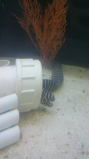 Aquarium Shop «Exotic Aquariums», reviews and photos, 7399 Bird Rd, Miami, FL 33155, USA