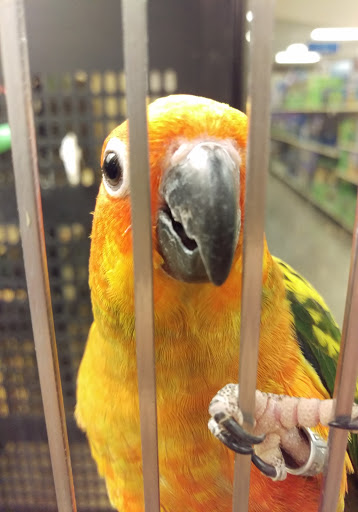 Pet Supply Store «PetSmart», reviews and photos, 5521 Mirage St, Yorba Linda, CA 92887, USA