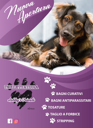 Pensioni per cani e dog hotel a Ashley's Friends by Dog House