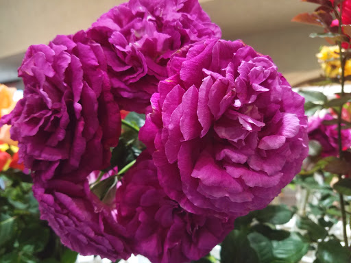 Fairground «Del Mar Fairgrounds», reviews and photos, 2260 Jimmy Durante Blvd, Del Mar, CA 92014, USA