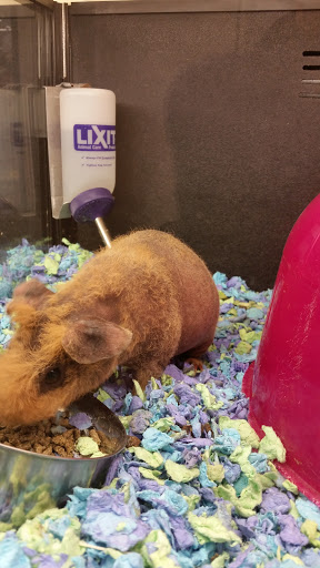 Pet Supply Store «PetSmart», reviews and photos, 1417 W Interstate 240 Service Rd, Oklahoma City, OK 73159, USA