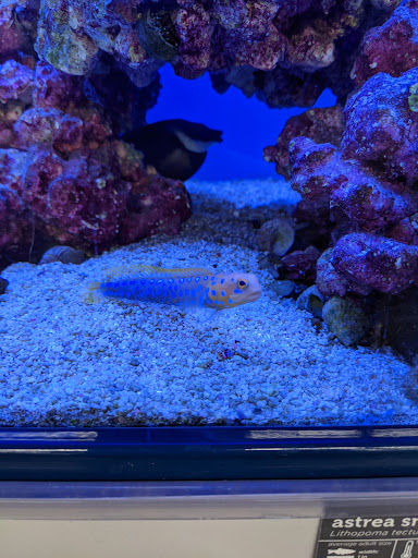 Pet Supply Store «Petco Animal Supplies», reviews and photos, 264 Dillon Ridge Way, Dillon, CO 80435, USA