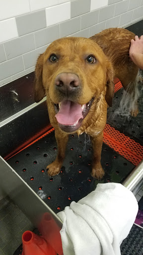 Pet Supply Store «Unleashed by Petco», reviews and photos, 520 S 23rd St, Philadelphia, PA 19146, USA