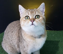Anubis cat photo