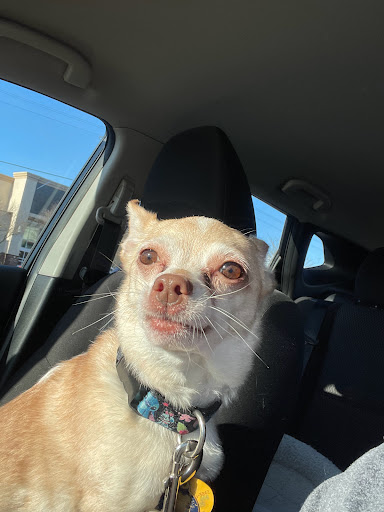 Pet Supply Store «PetSmart», reviews and photos, 1130 SE Everett Mall Way, Everett, WA 98208, USA