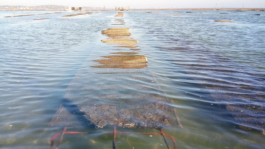 Les Coquilles du Bassin à Andernos-les-Bains