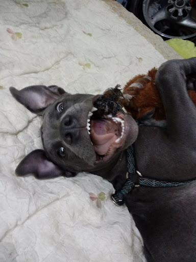 Pet Store «Pet Supermarket, Inc.», reviews and photos, 1938 FL-44 #40, New Smyrna Beach, FL 32168, USA