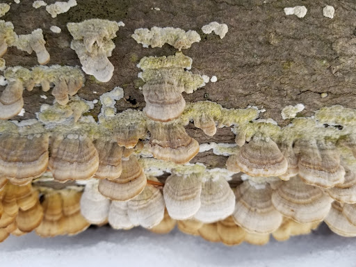 Nature Preserve «Lorrimer Sanctuary», reviews and photos, 790 Ewing Ave, Franklin Lakes, NJ 07417, USA