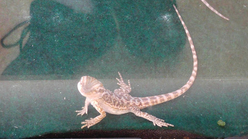 Pet Supply Store «PetSmart», reviews and photos, 144 Retail Commons Pkwy, Martinsburg, WV 25403, USA