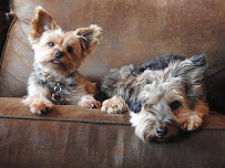 Rain or Shine Pet Care - Kent - Photo 2 - Car repair in , Kent