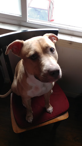 Pet Supply Store «Petco Animal Supplies», reviews and photos, 24413 Crenshaw Blvd #8, Torrance, CA 90505, USA