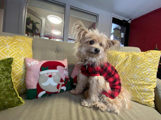 Insurance Agency «Susan Soffredine Rauser - State Farm Insurance Agent», reviews and photos