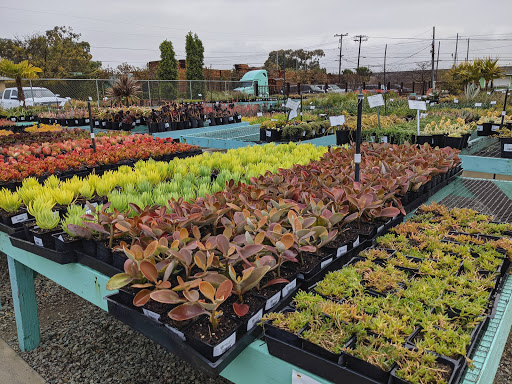 Terra Bella Nursery, Inc. image