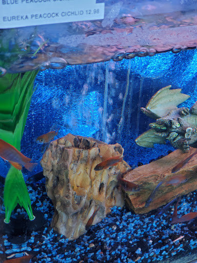 Tropical Fish Store «Trop Aquarium», reviews and photos, 3125 E Tropicana Ave D, Las Vegas, NV 89121, USA