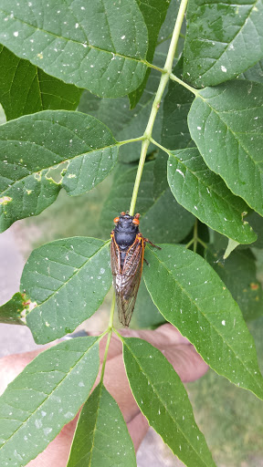 Park «Tuscora Park», reviews and photos, 161 Tuscora Ave NW, New Philadelphia, OH 44663, USA