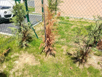 CAUSSAT ESPACES VERTS à Daux