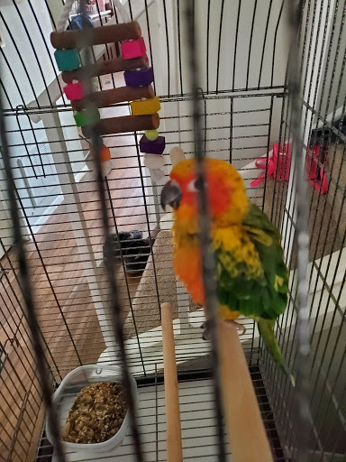 Pet Store «Oasis Tropicals», reviews and photos, 507 Commerce St, Pleasanton, TX 78064, USA