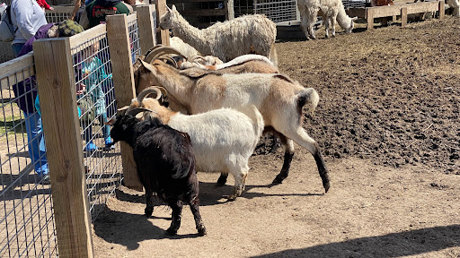 Tourist Attraction «Bloomsbury Farm», reviews and photos, 3260 69th St, Atkins, IA 52206, USA