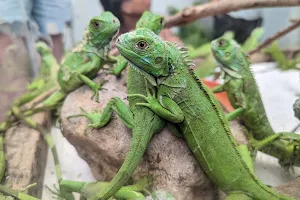 Green Iguana Conservation Project image