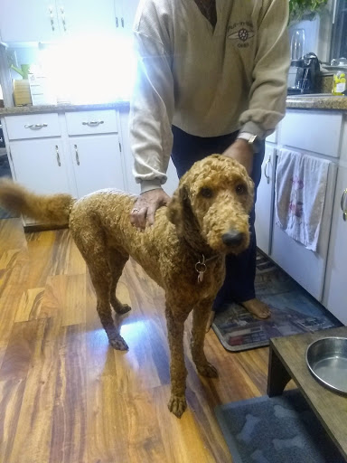 Pet Supply Store «PetSmart», reviews and photos, 1705 N Bechtle Ave, Springfield, OH 45504, USA