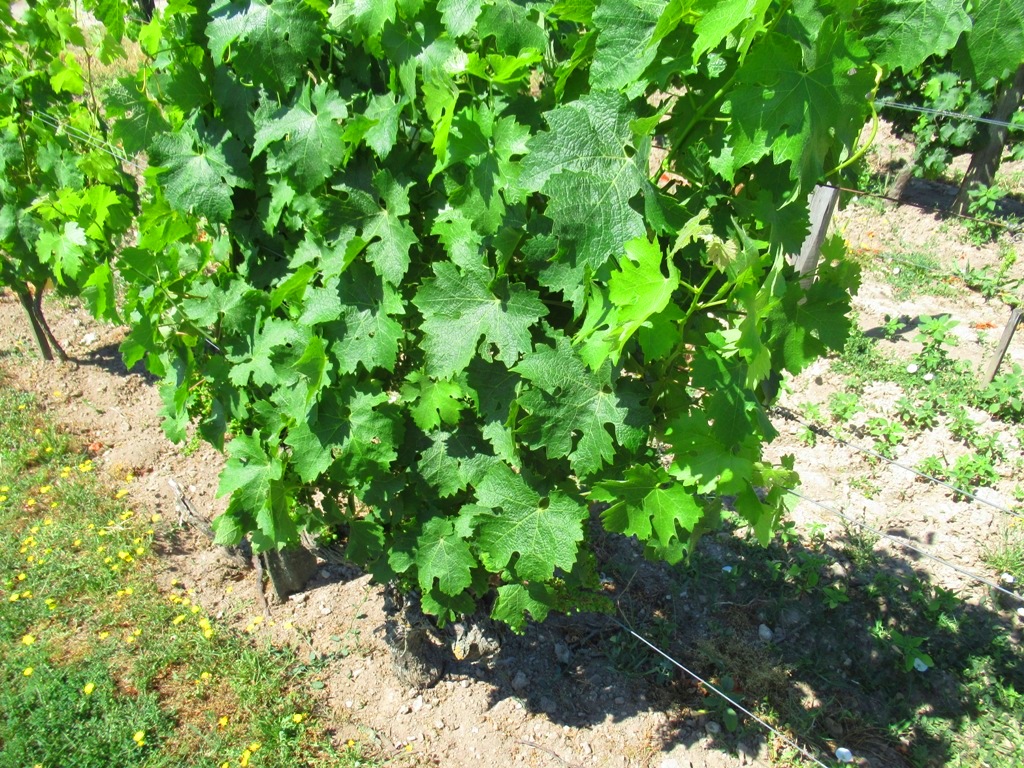 Photo n° 17 de l'avis de Pedro.e fait le 05/08/2019 à 14:02
