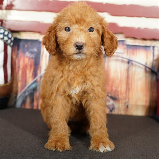 Pet Store «Pet Planet», reviews and photos, 11968 S Redwood Rd, Riverton, UT 84065, USA