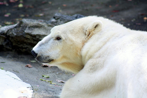 Pet Store «Zoo-Rama Aquarium», reviews and photos, 2574 E Tremont Ave, Bronx, NY 10461, USA