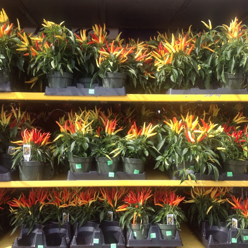 Garden Center «Westminster Nursery & Florist», reviews and photos, 30 Westminster Rd, West Hempstead, NY 11552, USA