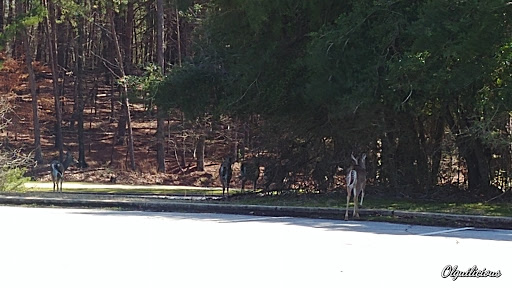 Theme Park «LanierWorld», reviews and photos, 7000 Lanier Islands Pkwy, Buford, GA 30518, USA