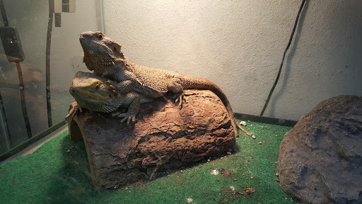 Pet Store «Foothill Aquatic & Pets», reviews and photos, 2349 Foothill Blvd, La Verne, CA 91750, USA