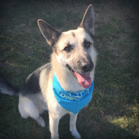 Bipetual Care - Photo 2 - Car repair in , Aurora