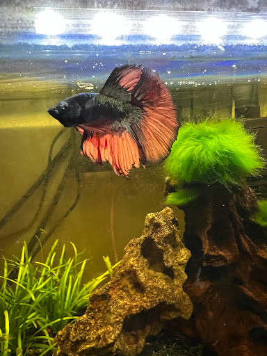 Tropical Fish Store «Aquatic Dog», reviews and photos, 7429 E Iliff Ave, Denver, CO 80231, USA