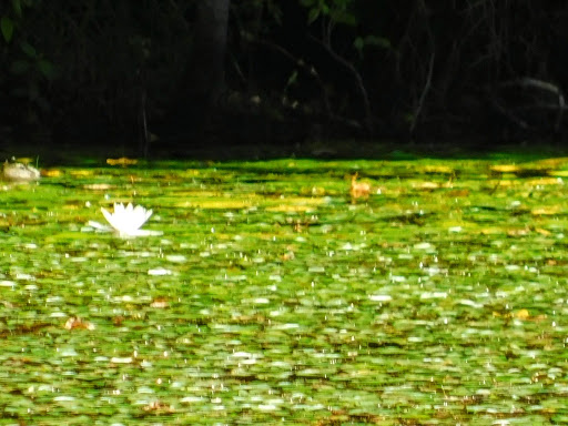 Park «Perrineville Lake Park», reviews and photos, 143 Baird Rd, Millstone, NJ 07726, USA