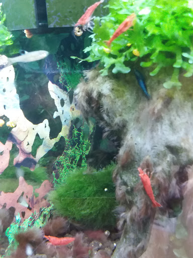 Pet Supply Store «Pets Plus», reviews and photos, 2286 Main St, Tewksbury, MA 01876, USA