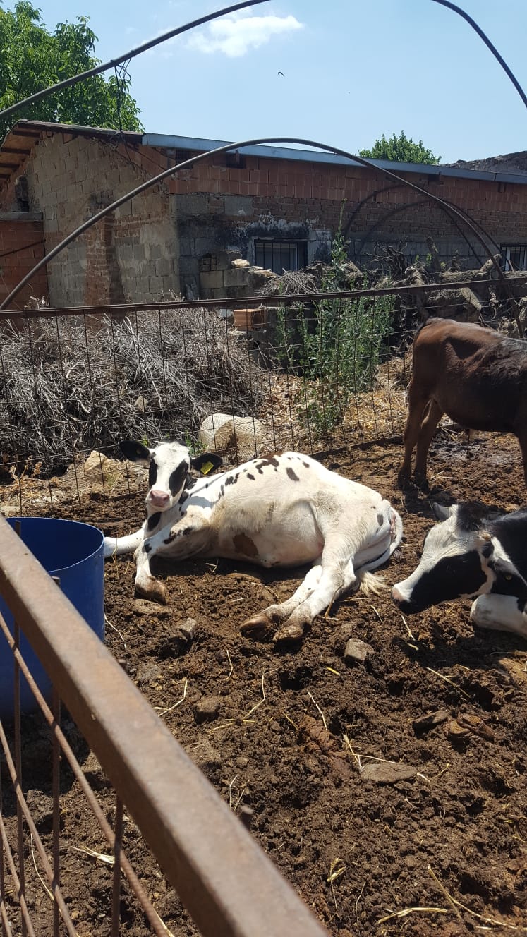 Şahinoğlu Çiftliği