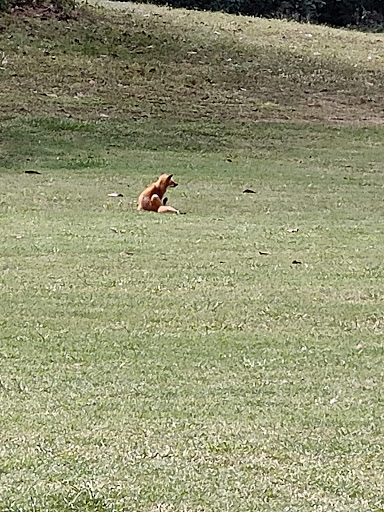 Public Golf Course «Terrace Hill Golf Club», reviews and photos, 7740 Temple Terrace Hwy, Temple Terrace, FL 33637, USA