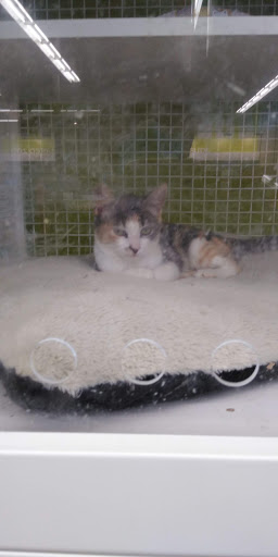 Pet Supply Store «PetSmart», reviews and photos, 5890 Trussville Crossings Pkwy, Birmingham, AL 35235, USA