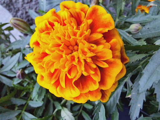 Discount Store «Walmart», reviews and photos, County Rd 513, Clinton, NJ 08809, USA