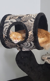 Sugar Kittens Lees Summit - Photo 8 - Car repair in Lee's Summit, MO, Lee's Summit