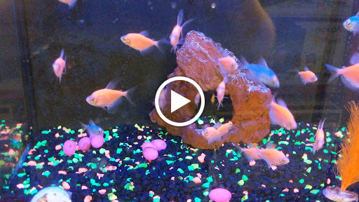 Pet Supply Store «Petco Animal Supplies», reviews and photos, 4915 E 41st St C, Tulsa, OK 74135, USA