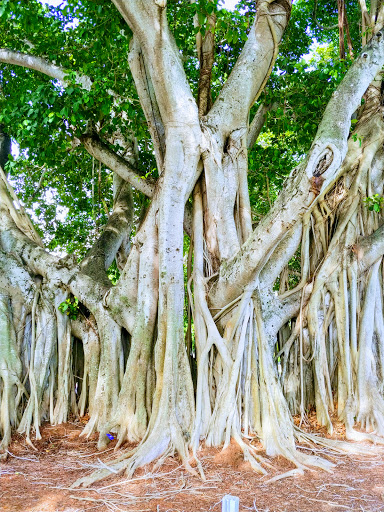 Community Center «Boca Raton Community Center», reviews and photos, 150 Crawford Blvd, Boca Raton, FL 33432, USA